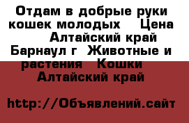 Отдам в добрые руки кошек молодых  › Цена ­ 1 - Алтайский край, Барнаул г. Животные и растения » Кошки   . Алтайский край